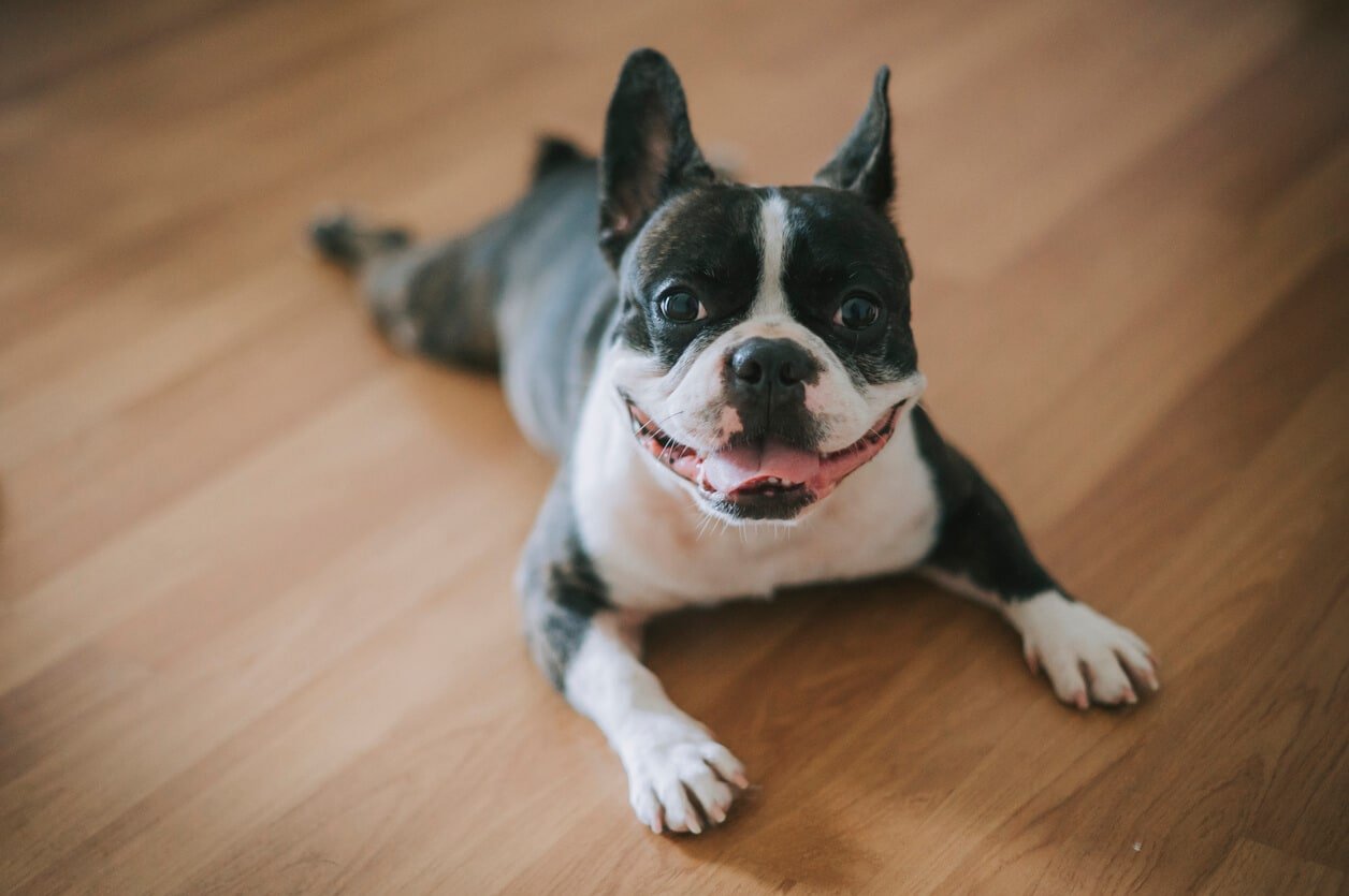 best cleaner for dog urine on hardwood floors