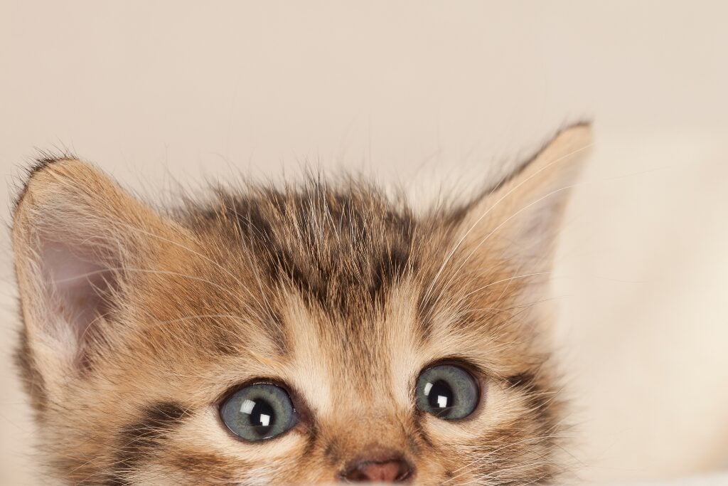 9. cleaning cat pee from hardwood floors