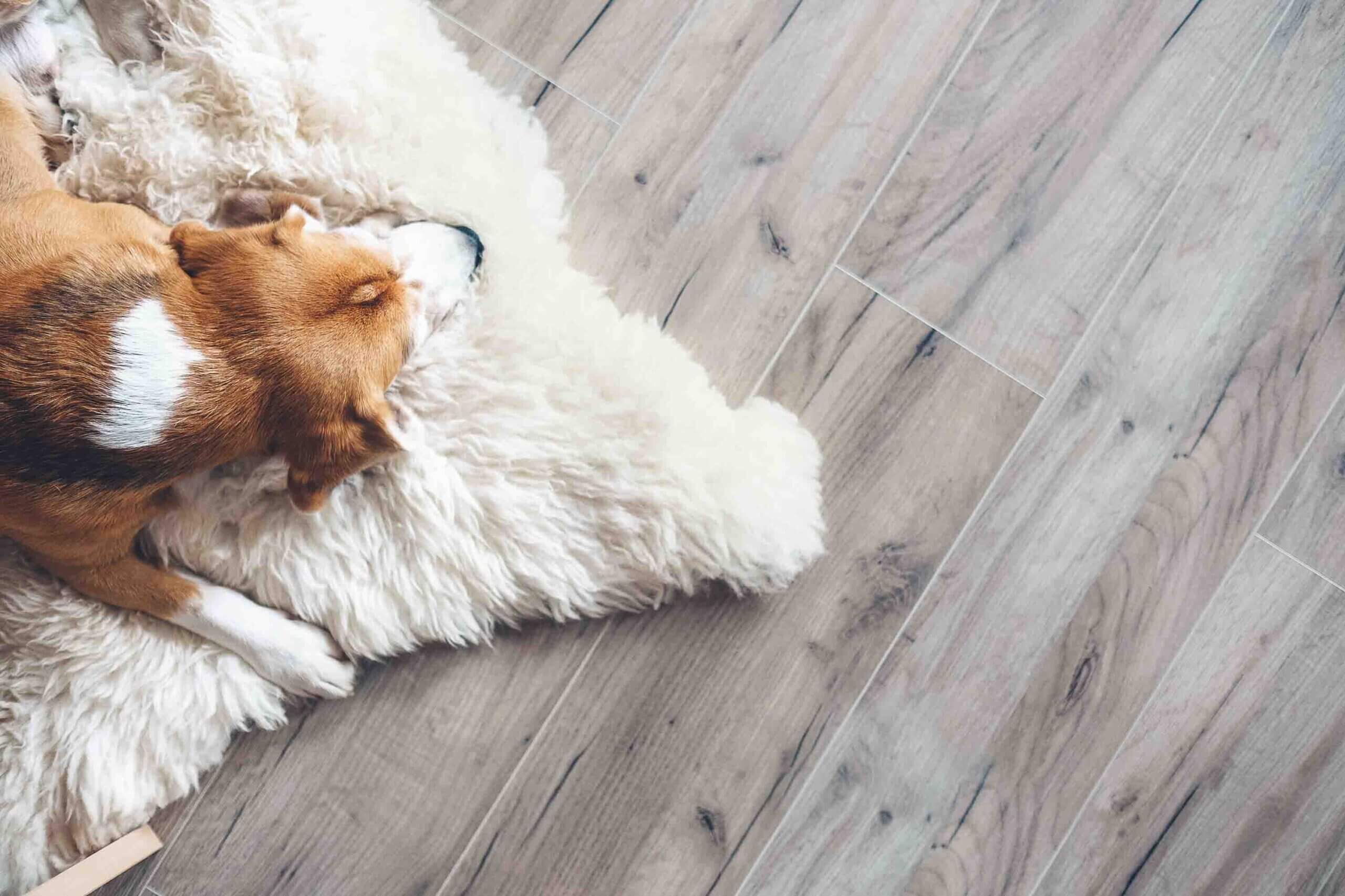 How often should you mop floors with dogs scaled