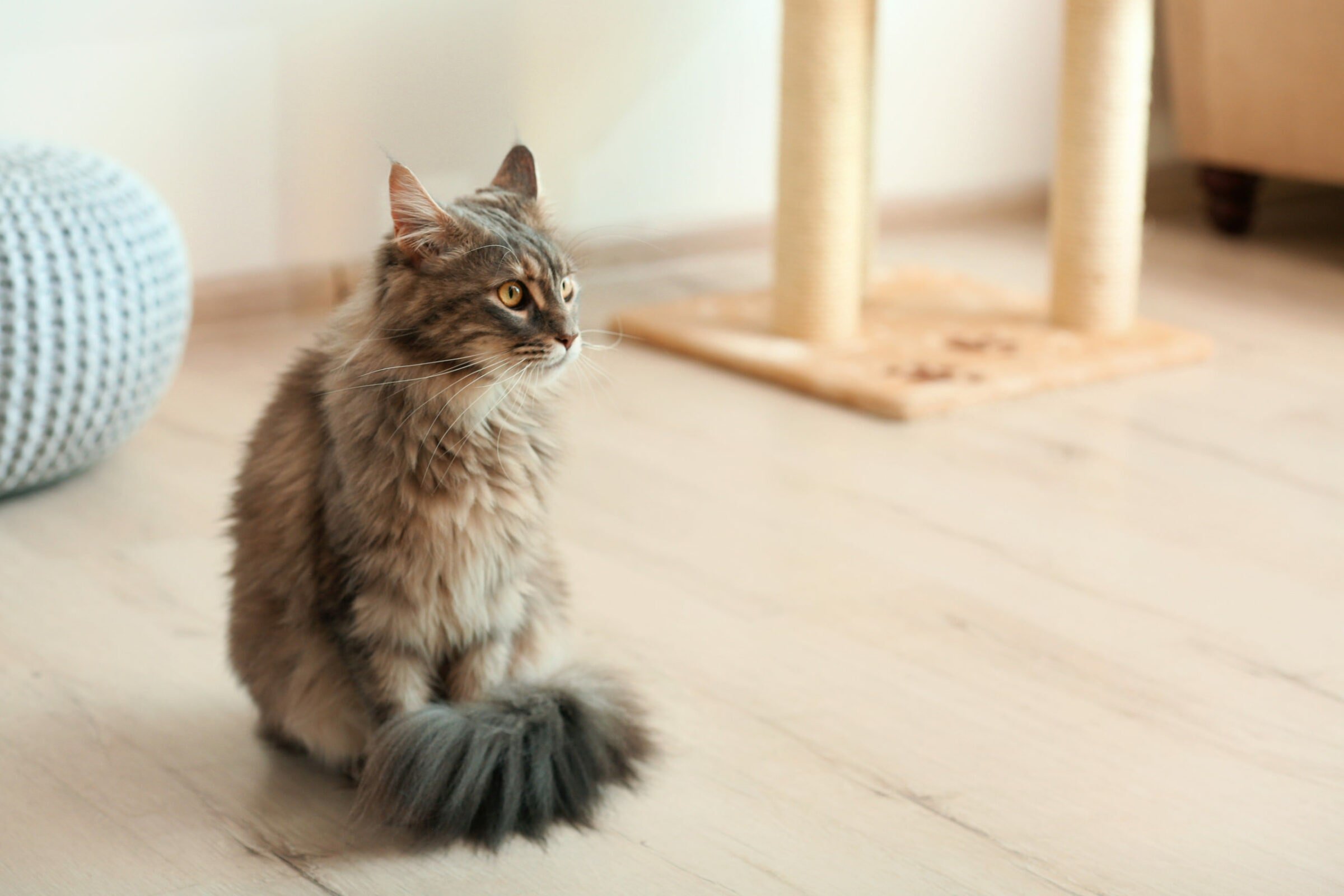 blog 5 best pet friendly floors for cats and dogs.jpg