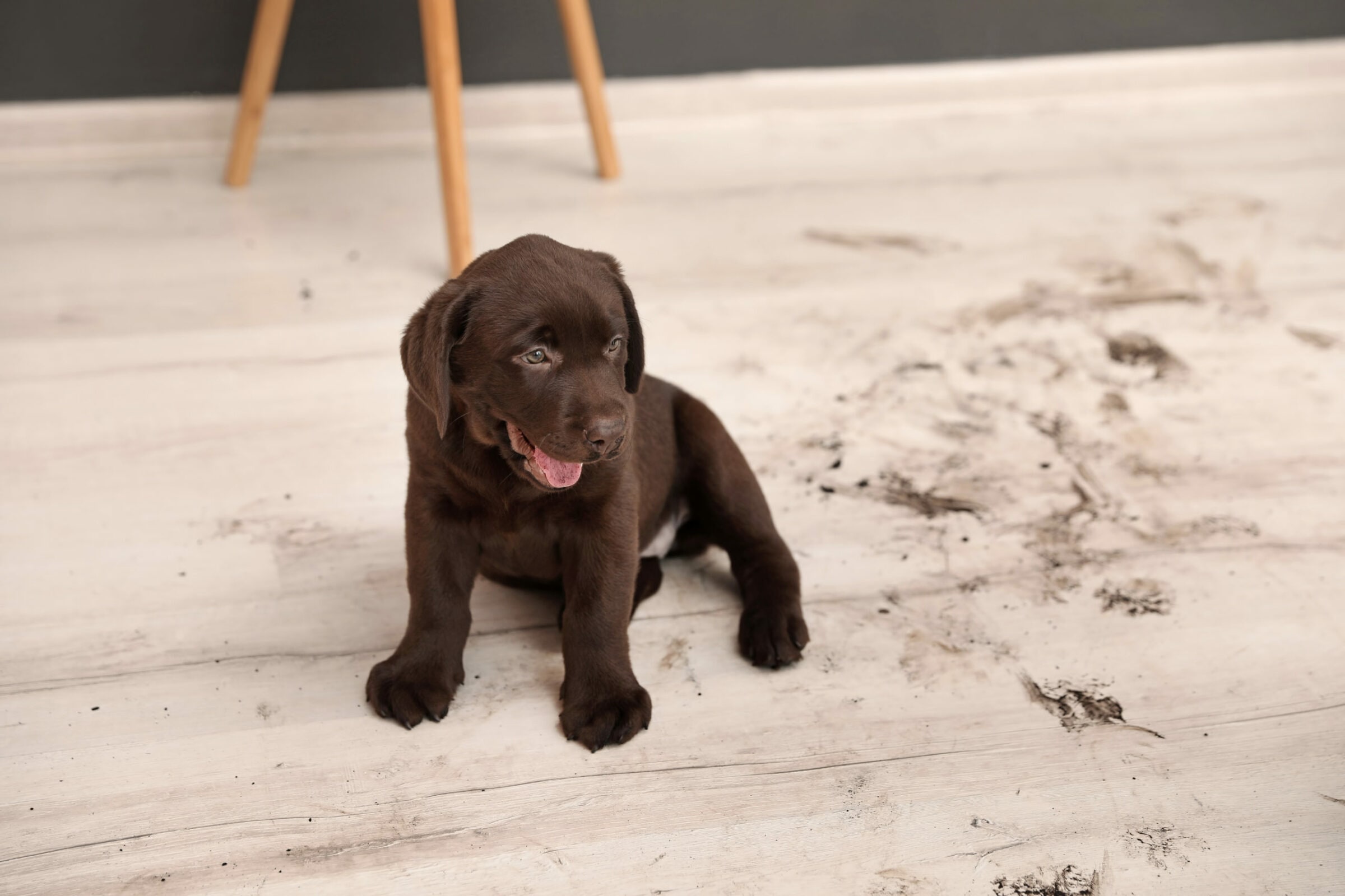 blog new puppy wood floors vs pets