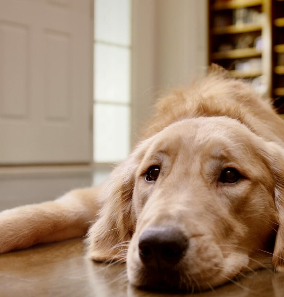 Dog lying on hardwood floor